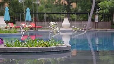 三亚泳池皮划艇荷花水植物视频的预览图